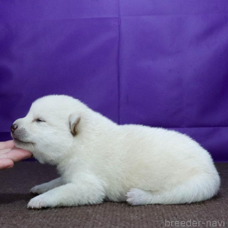 販売中の愛知県の柴犬-406507の4枚目